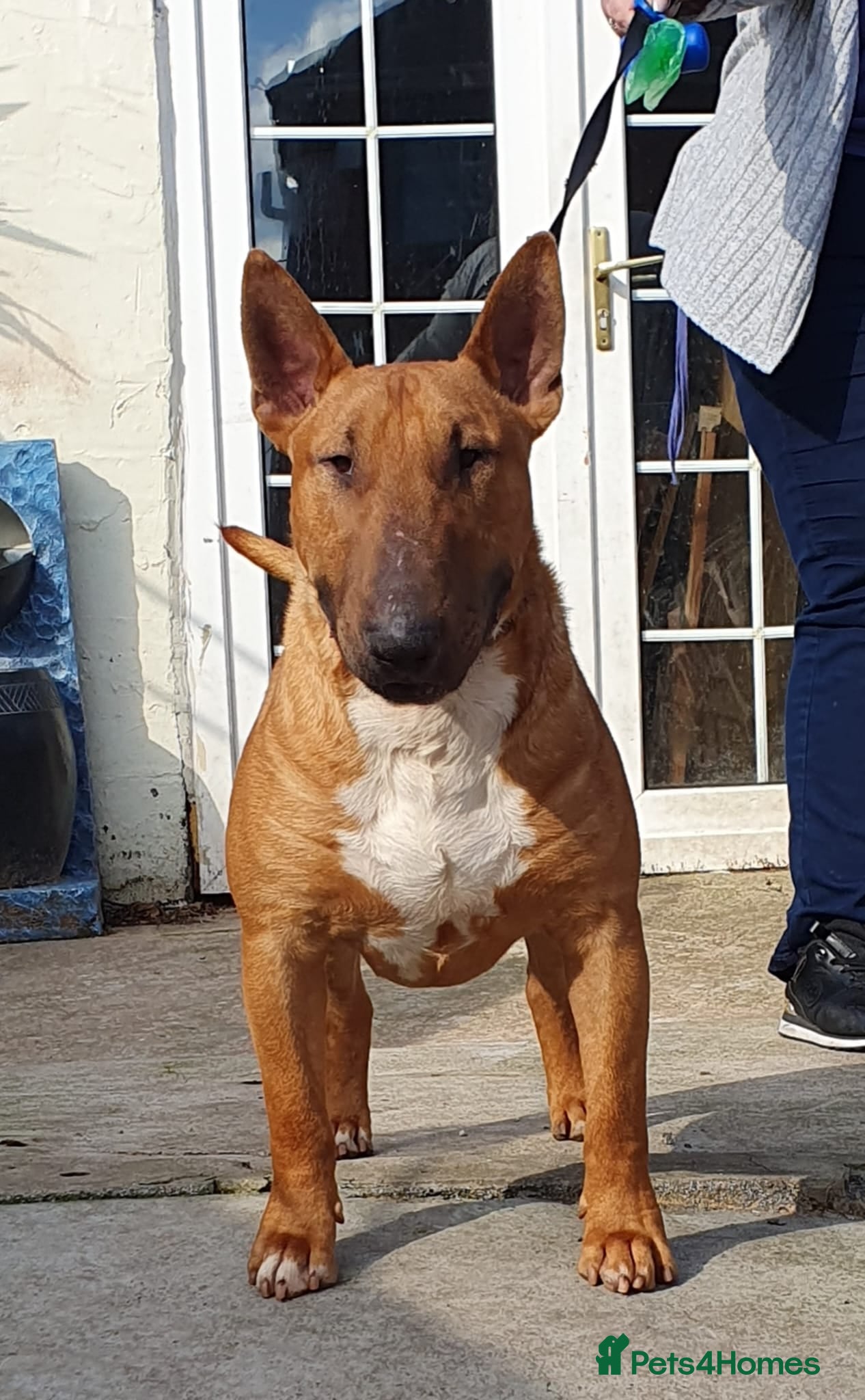 Bull Terrier dogs Proven Bull Terrier Studs x 2 - Advert 6