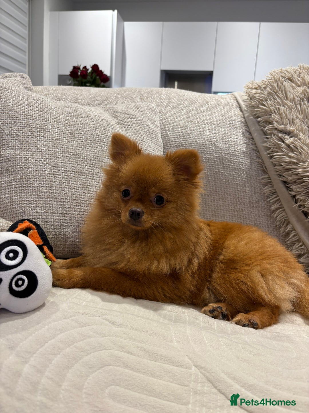 Pomeranian dogs for sale: Beautiful 6-Month-Old Pomeranian Girl for Sale  - Image 5