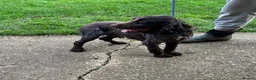 Cocker Spaniel dogs for sale: Handsome chocolate roan boy - Advert 6