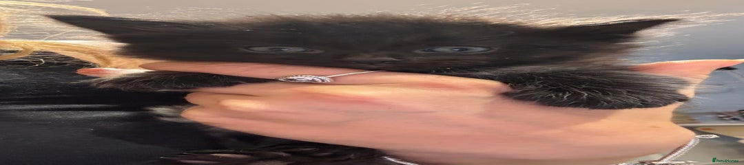 Domestic Shorthair Kitten 1