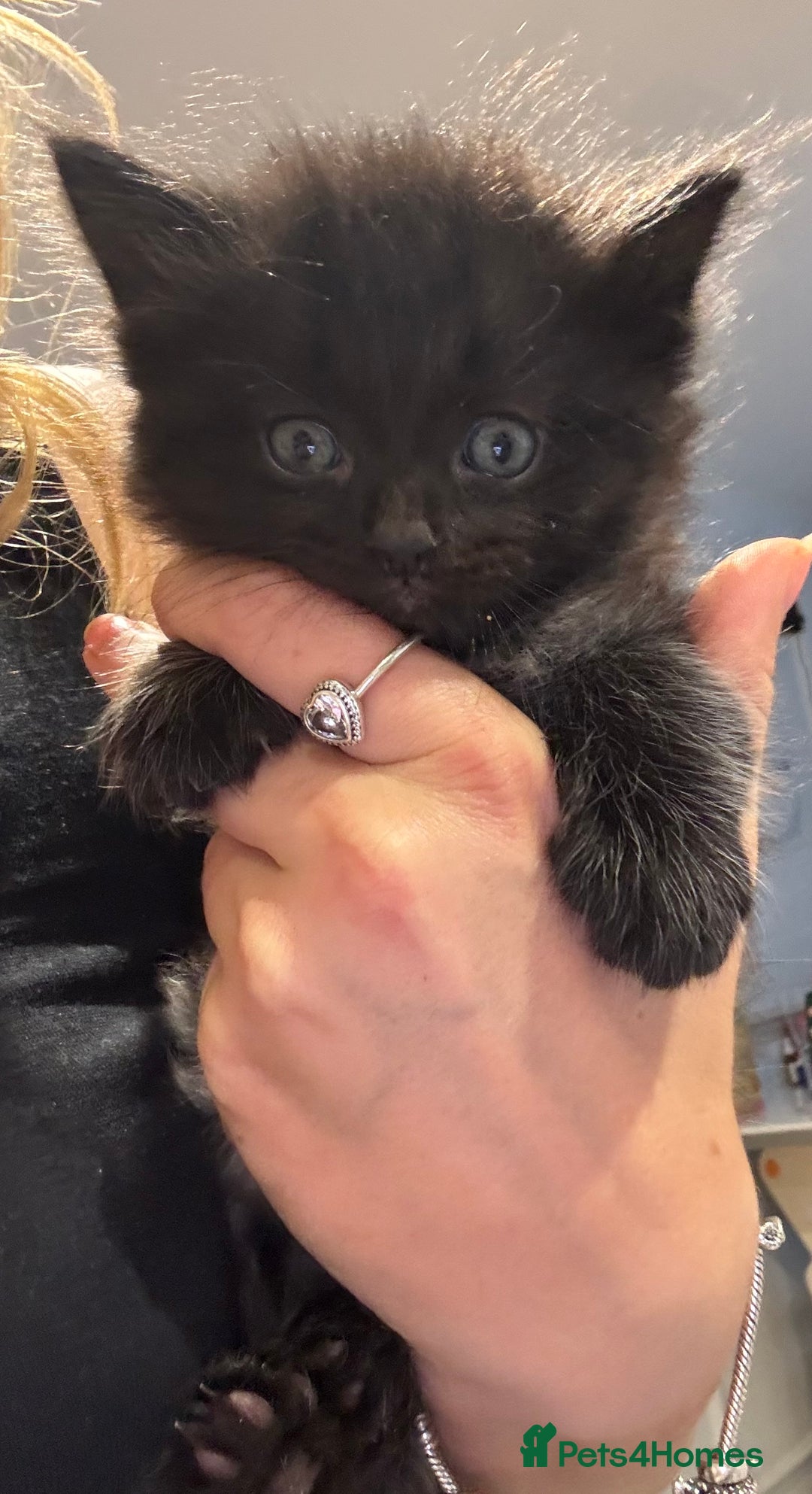 Domestic Shorthair cats for sale: Gorgeous mixed kittens  - Image 4