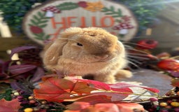 Mini Lop rabbits for sale: ⭐ VACCINATED ADULT PUREBRED MINI LOP RABBITS ⭐  - Advert 12