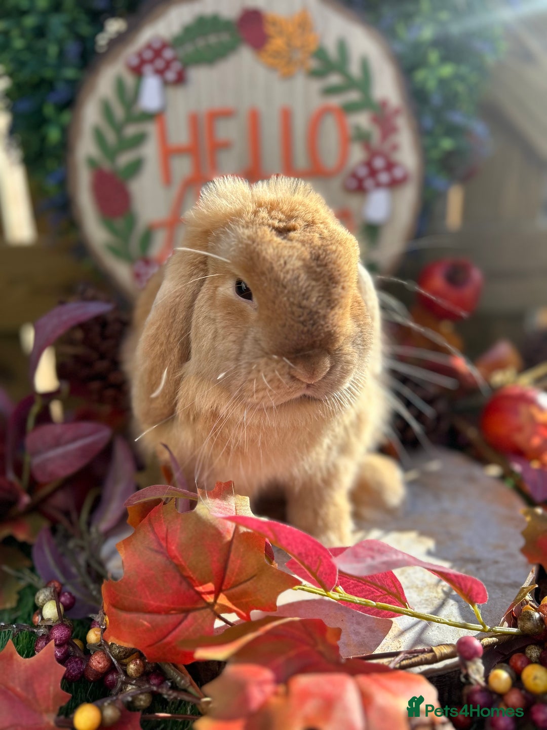 Mini Lop rabbits for sale: ⭐ VACCINATED ADULT PUREBRED MINI LOP RABBITS ⭐  - Advert 12