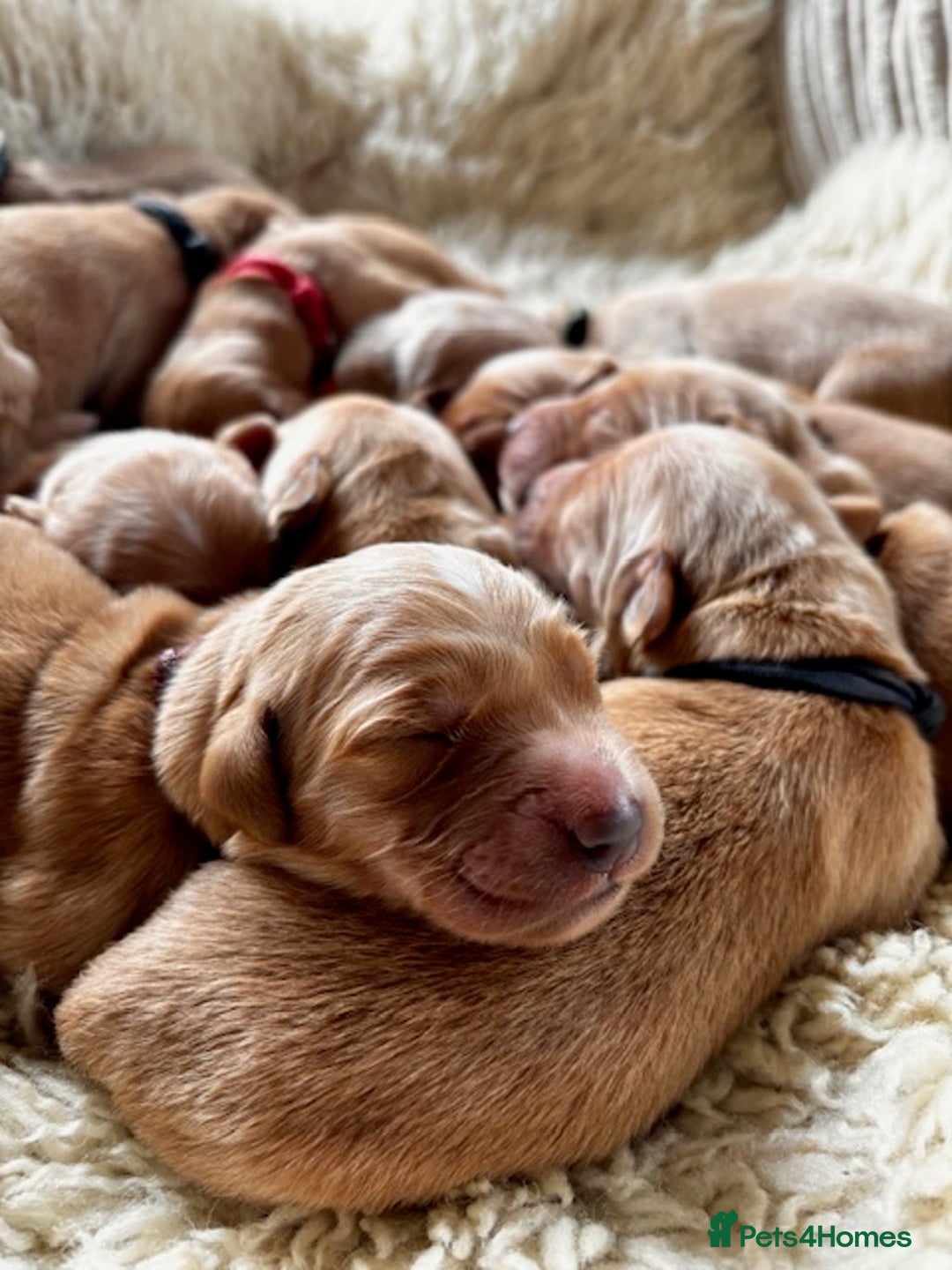 Golden Retriever dogs for sale: 🌟Gorgeous Golden Retriever Puppies🌟 - Image 8