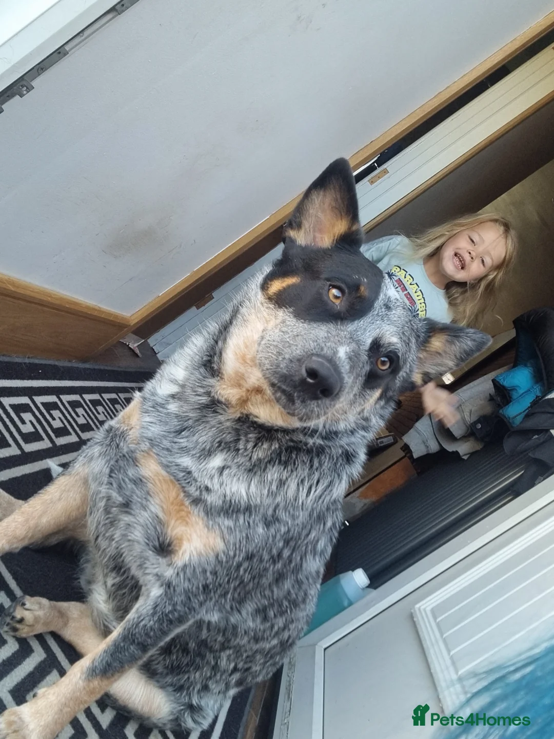 Australian Cattle Dog dogs for sale: Female Australian cattle dog - Advert 2