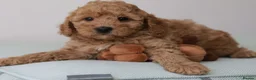 Cavapoo dogs for sale: 5*Licensed+DNAtested+Vetchecked+Red+Apricot+Cream - Advert 11