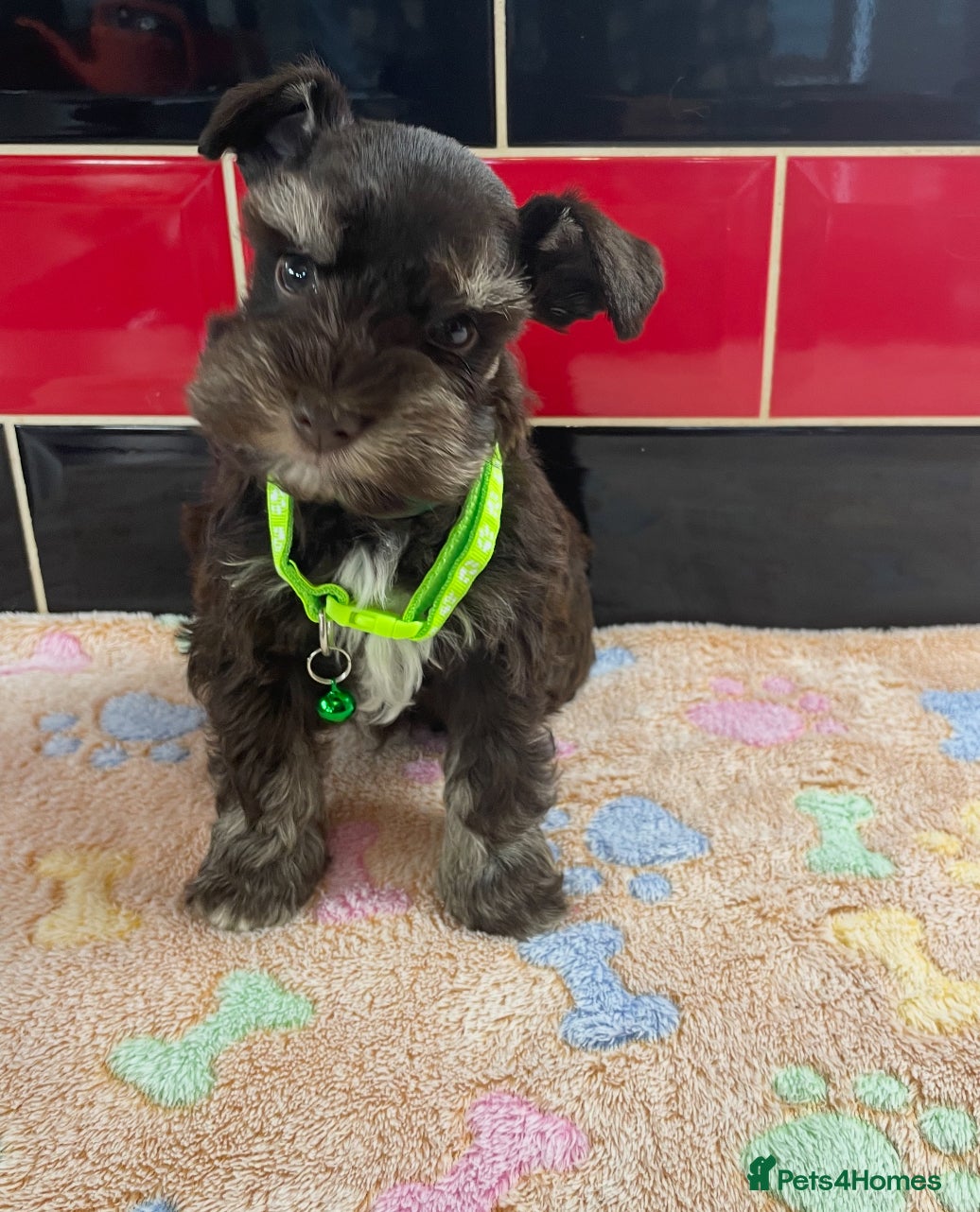 Miniature Schnauzer dogs 5* LICENSED KC MINI/TOY CHOCOLATE SCHNAUZERS 1 - Advert 1