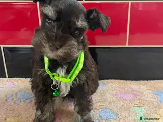 Miniature Schnauzer dogs 5* LICENSED KC MINI/TOY CHOCOLATE SCHNAUZERS 1 - Advert 1