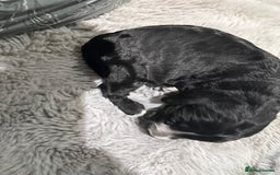 Cockapoo dogs for sale: Miniature f1 Cockapoos puppies - Advert 35