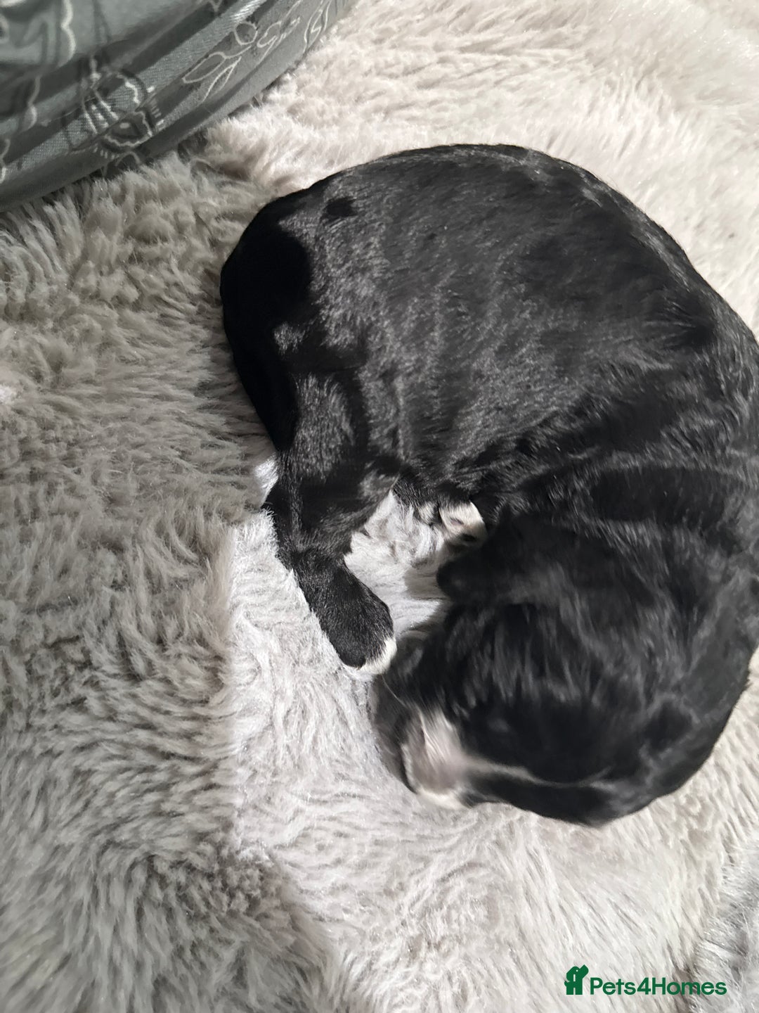 Cockapoo dogs for sale: Miniature f1 Cockapoos puppies - Advert 35