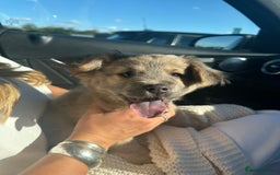 Mixed Breed dogs for stud: Chow Chow x dachshund stud  - Image 2