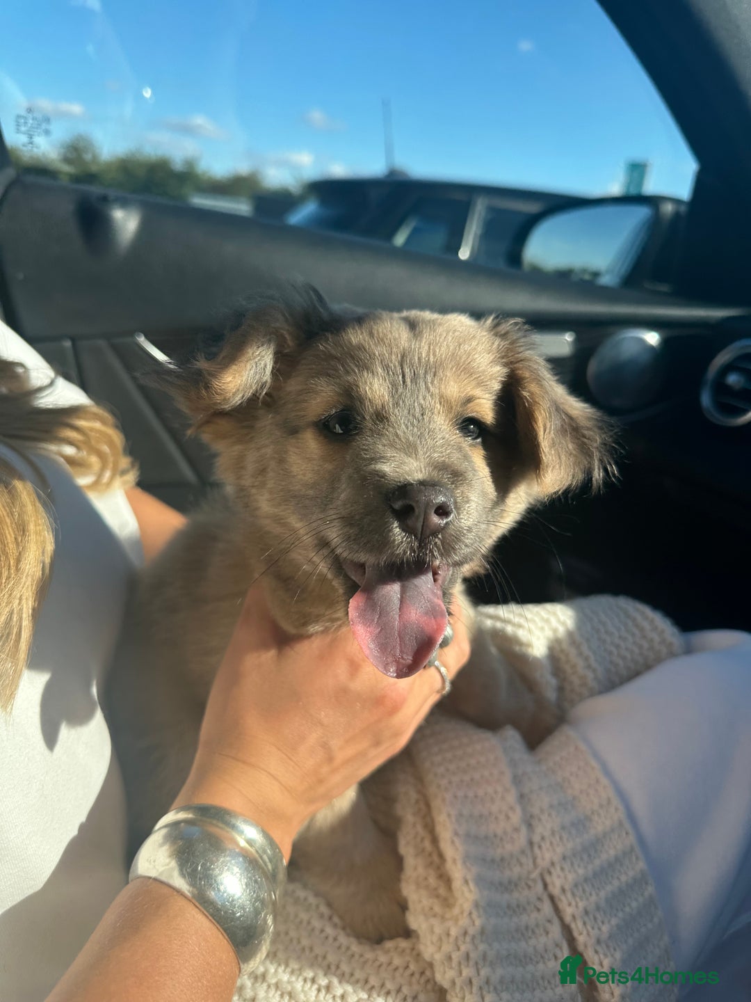 Mixed Breed dogs for stud: Chow Chow x dachshund stud  - Image 2