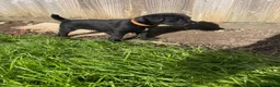 Patterdale Terrier dogs for sale: Patterdale pups for sale in Barry - Advert 2
