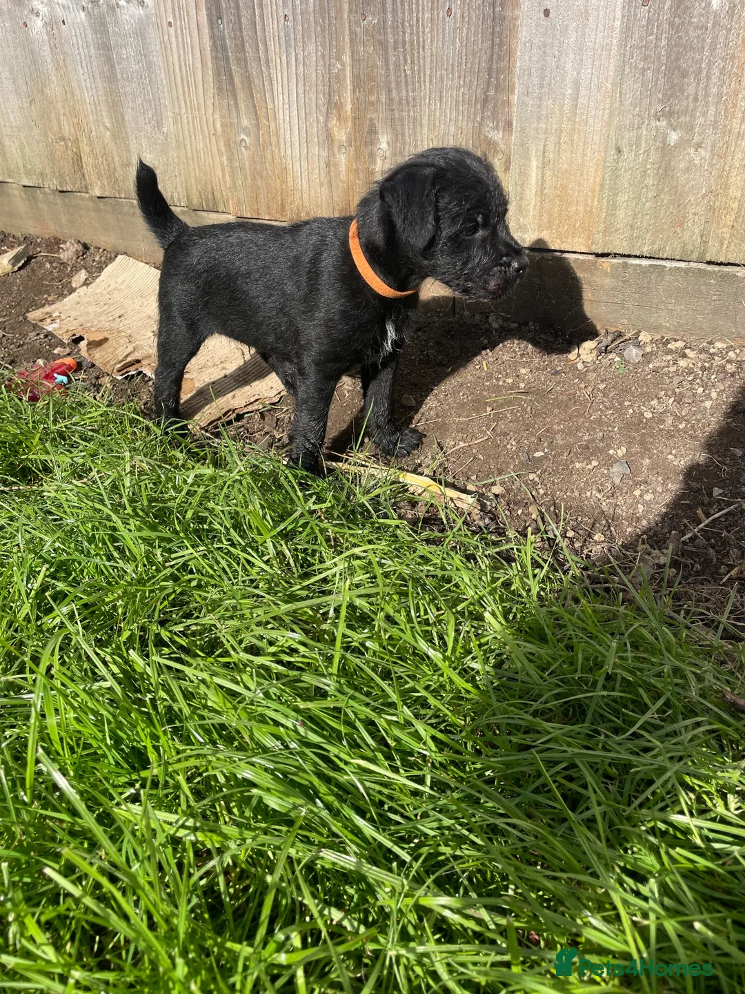 Patterdale Terrier dogs for sale: Patterdale pups for sale in Barry - Advert 2