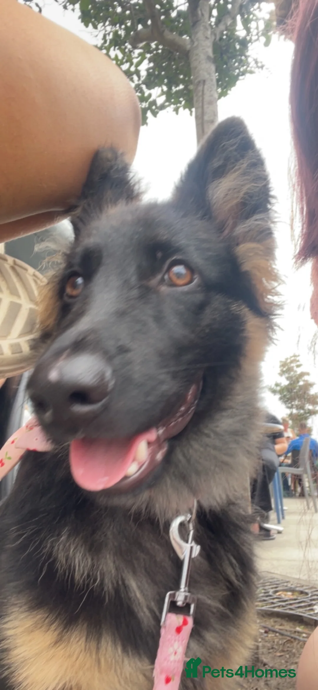 German Shepherd dogs for sale: Male and female German shepherds for new home  in Rhyl - Advert 1