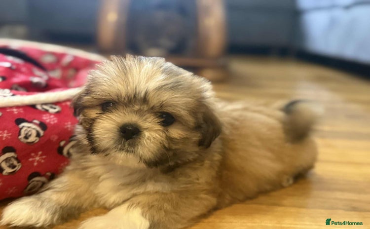 Shih Tzu dogs - Advert 2