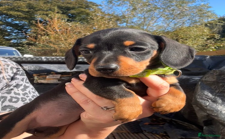 Miniature Dachshund dogs - Advert 4