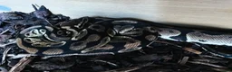 Python Snake reptiles for sale: Adult Male Royal Python & 4ft Setup - Advert 2