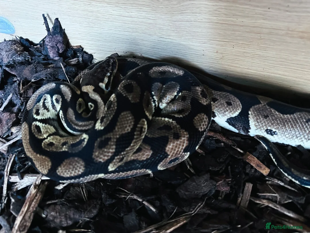 Python Snake reptiles for sale: Adult Male Royal Python & 4ft Setup - Advert 2