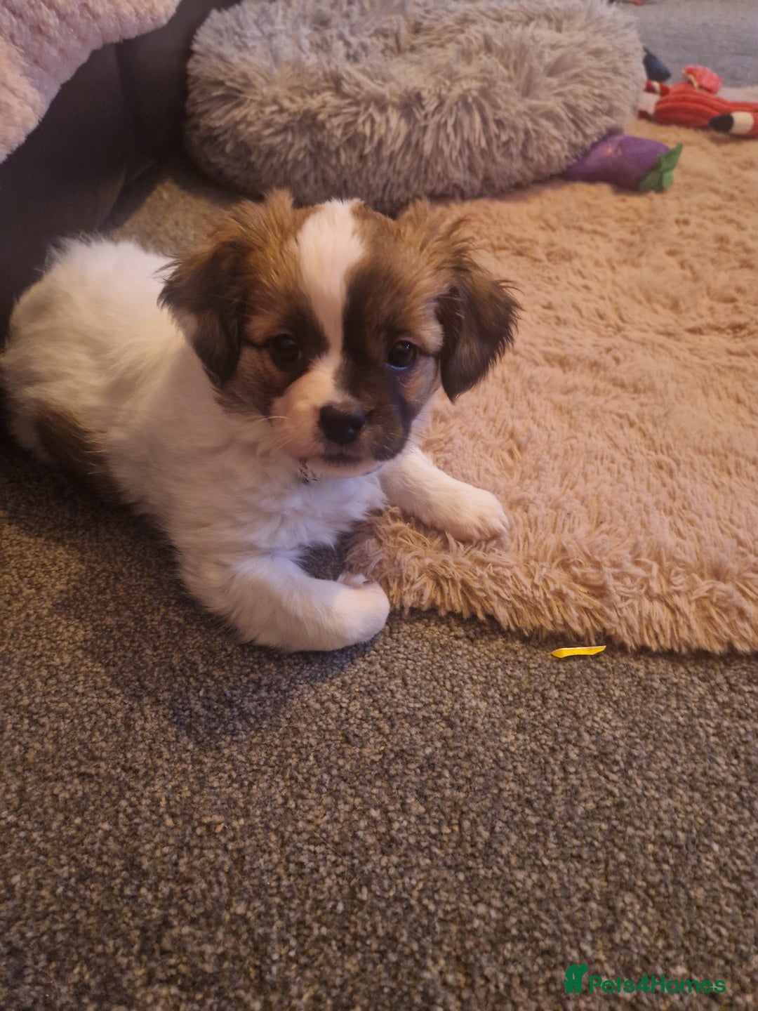 Mixed Breed dogs for sale: 16 week shizue - Advert 3
