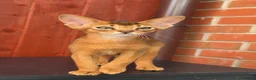 Abyssinian cats for sale: Beautiful Fawn Abyssinian Girl 🤍❤️ GCCF  - Advert 12