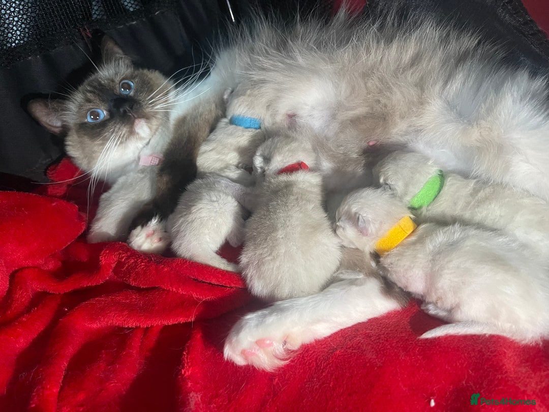 Ragdoll cats for sale: ✨Ragdoll Kittens Available – European Lines ✨ - Image 31