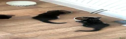 Mixed Breed cats for sale: 2 kittens 1 tux 1 tabby  - Advert 7