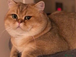 British Shorthair cats in Alton - Advert 3
