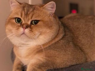 British Shorthair cats Love Bug NY12 for Stud Duties ONLY in Alton - Advert 3