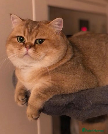 British Shorthair cats in Alton - Advert 10