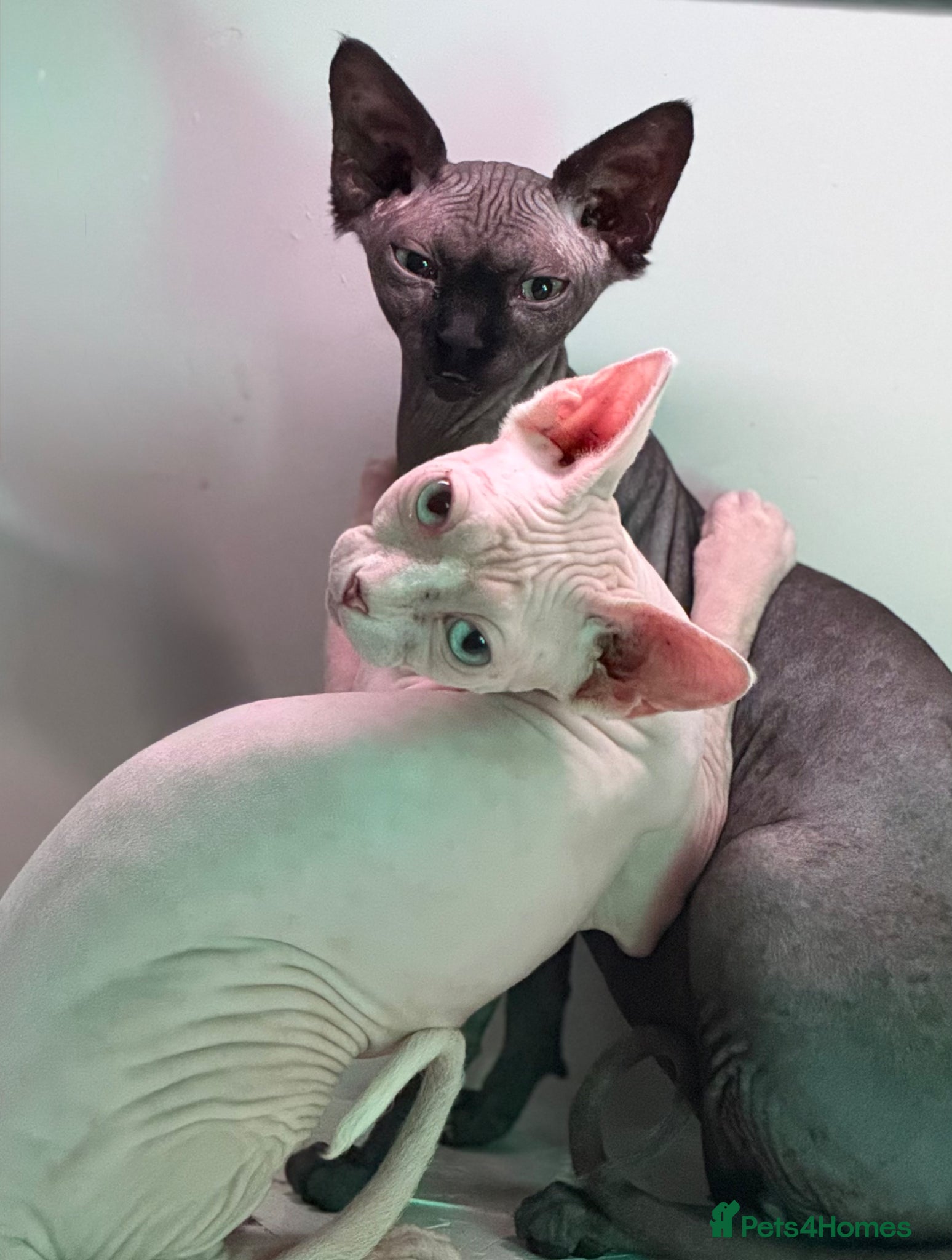 Sphynx cats Female Sphynx blue eyes and black green eyes  - Advert 18