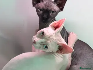 Sphynx cats Female Sphynx blue eyes and black green eyes - Advert 18