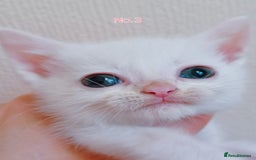 Mixed Breed cats for sale: 4 Gorgeous Pure White Kittens Available 7th Nov - Image 14