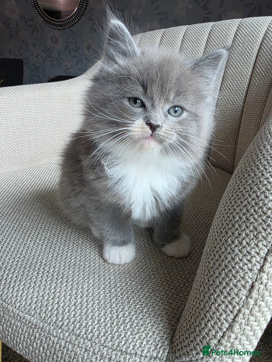 Ragcoon cats for sale: Adorable Maine Coon x Ragdoll Kittens - Advert 8