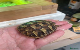Hermann Tortoise reptiles for sale: Baby Hermann Tortoises 🐢🐢 - Image 6