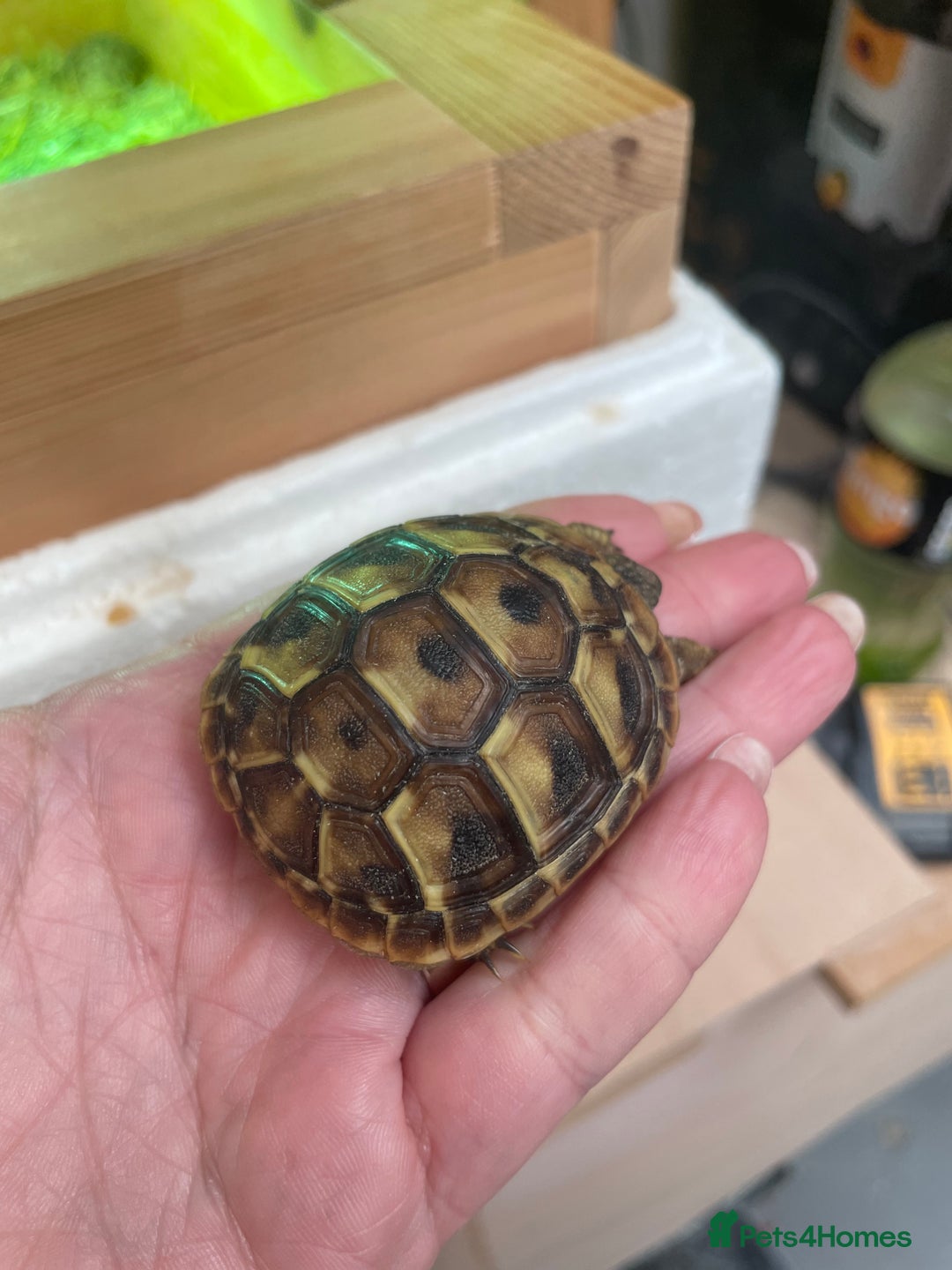 Hermann Tortoise reptiles for sale: Baby Hermann Tortoises 🐢🐢 - Image 6