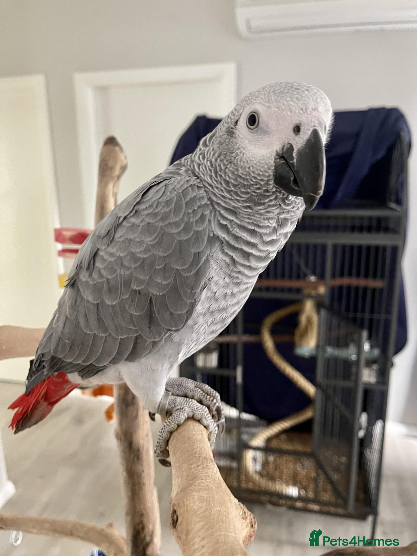 Conures birds Hand raised birds needing a caring home - Advert 3