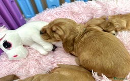 Cocker Spaniel dogs for sale: Top Quality KC Show Cockers FN PRCD-PRA CLEAR - Image 16