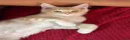 Maine Coon cats for sale: Beautiful Maine Coon Queen Active Reg  - Advert 12