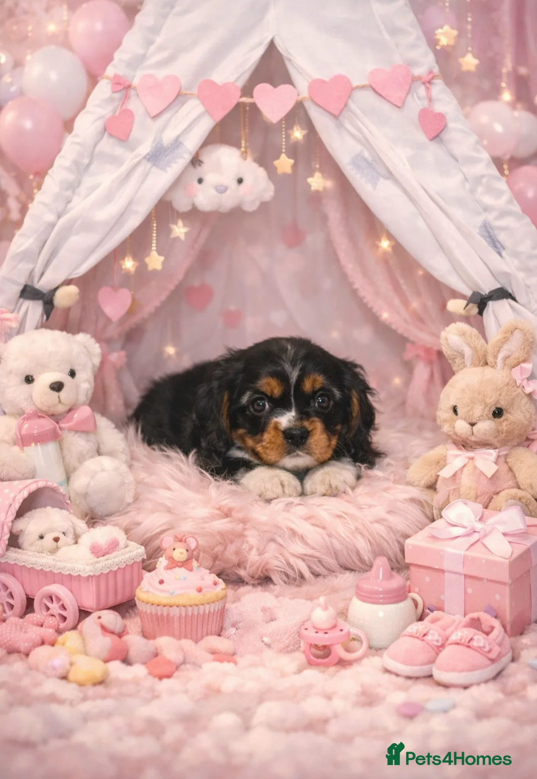 Cavalier King Charles Spaniel dogs for sale: Beautiful Cavalier Puppies available 😍  - Advert 3
