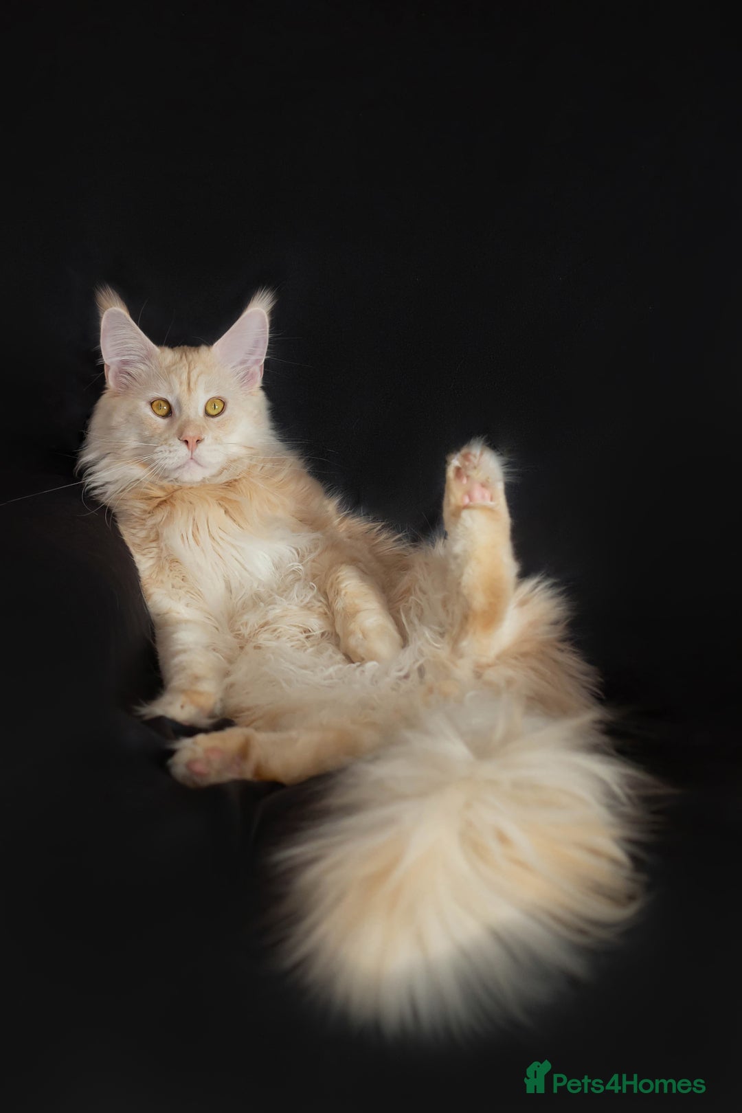 Maine Coon cats for stud: Main Coon stud - Advert 5