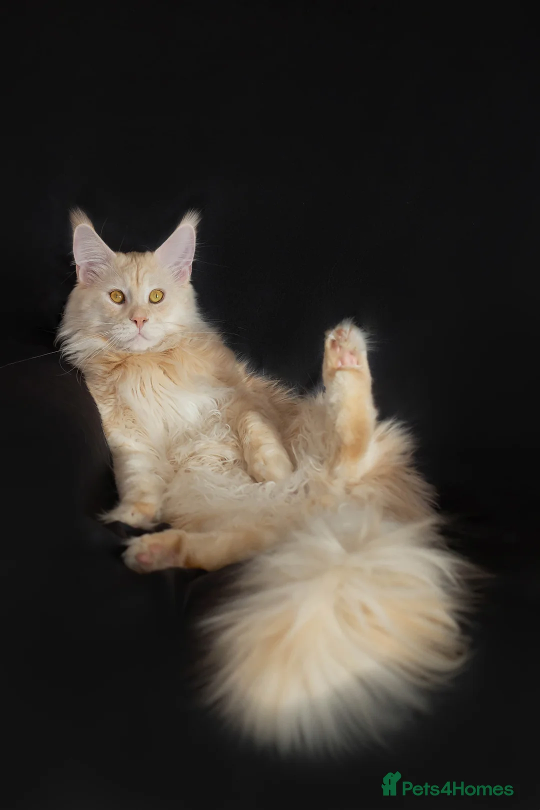 Maine Coon cats for stud: Maine Coon stud - Advert 5