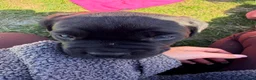 Cane Corso dogs for sale: Cane Corso puppy’s  - Advert 5