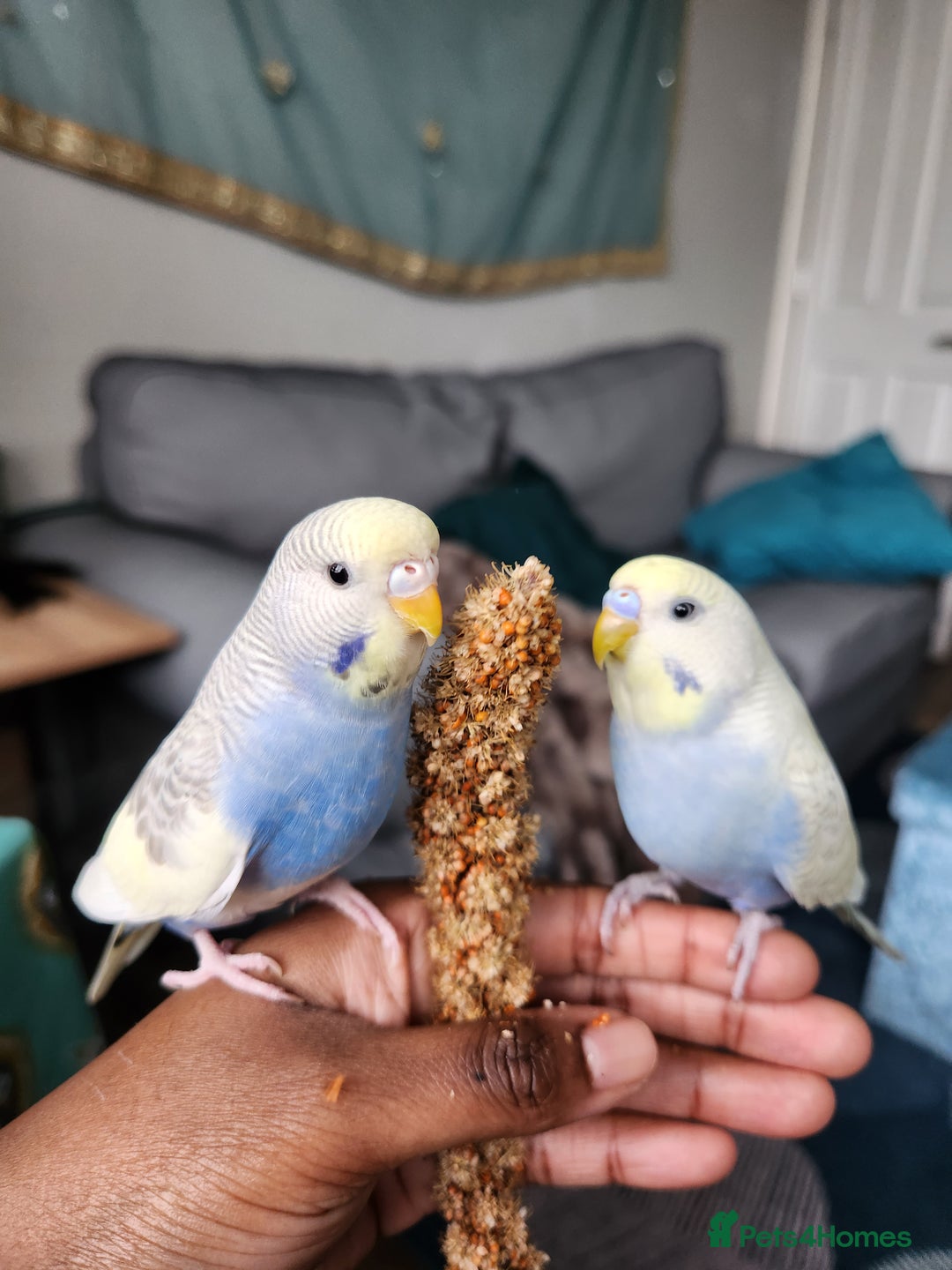 Budgerigars birds for sale: Budgies for Sale - Advert 5