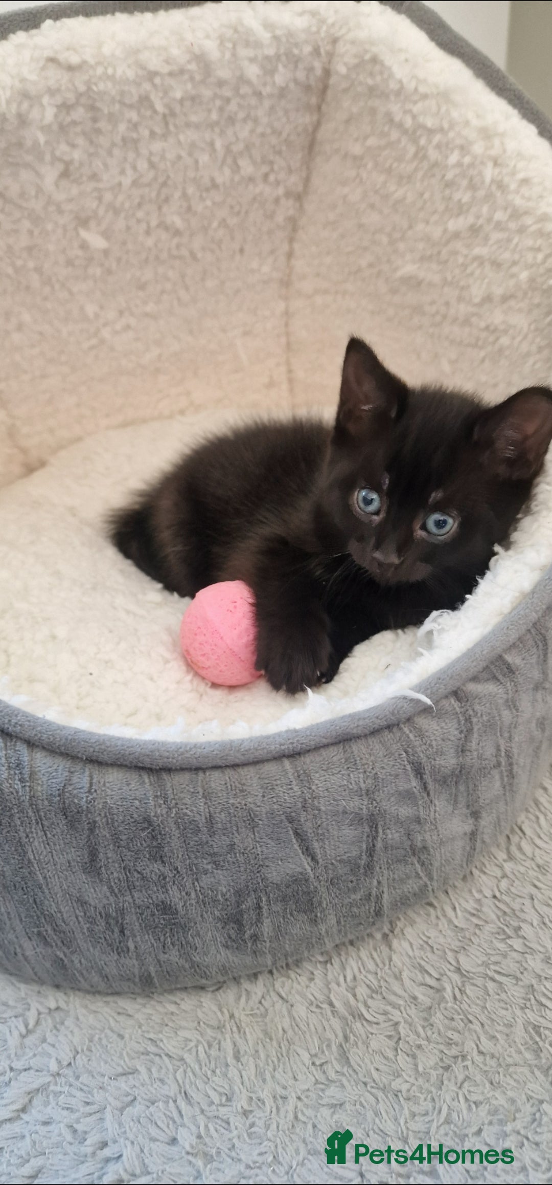 Mixed Breed cats for sale: Beautiful mix bengal kittens. - Image 9