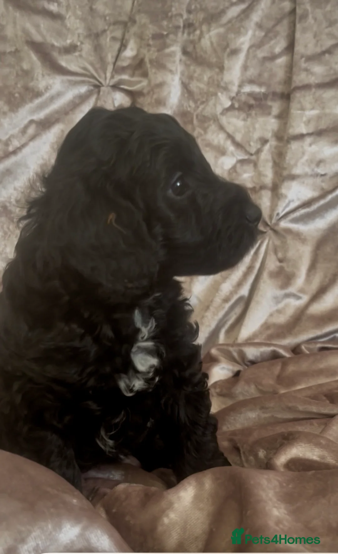 Cockapoo dogs for sale: Cockapoo male puppies  - Advert 5