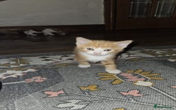 British Shorthair cats for sale: Kittens for loving home!  - Image 6