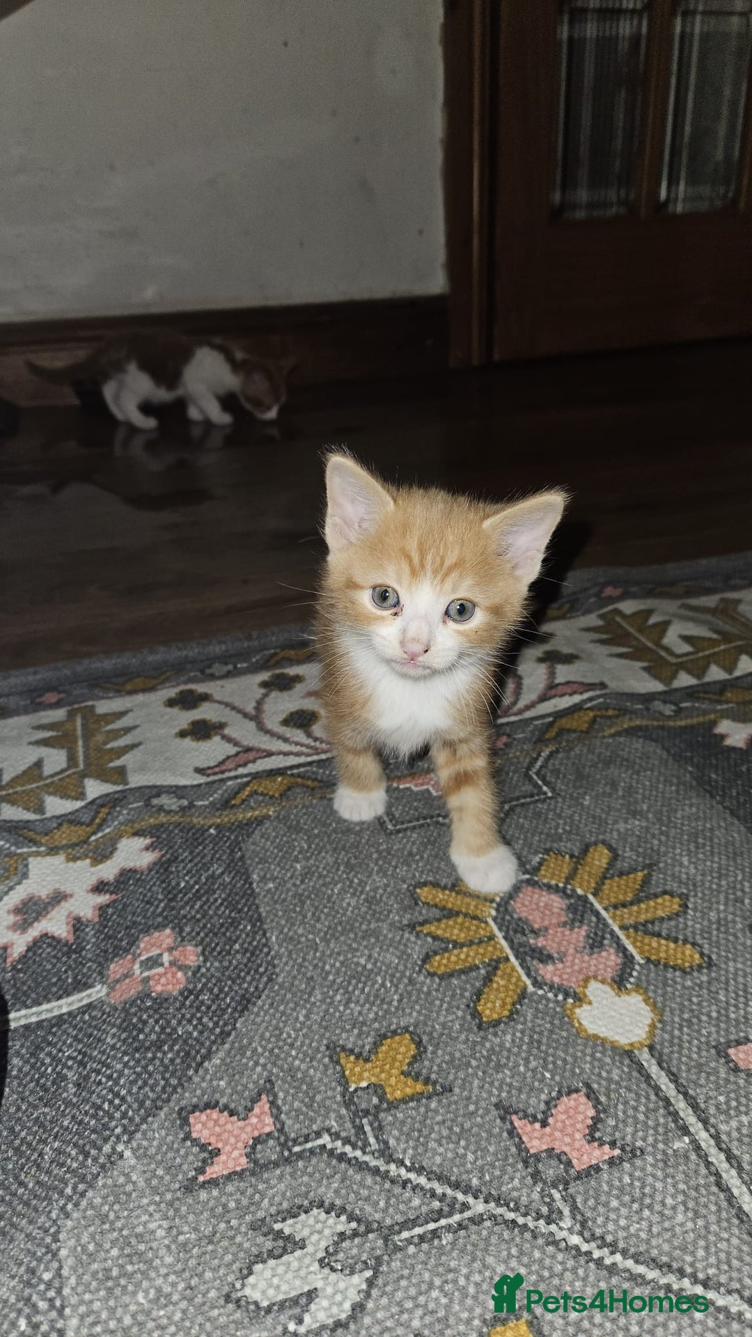British Shorthair cats for sale: Kittens for loving home!  - Image 6