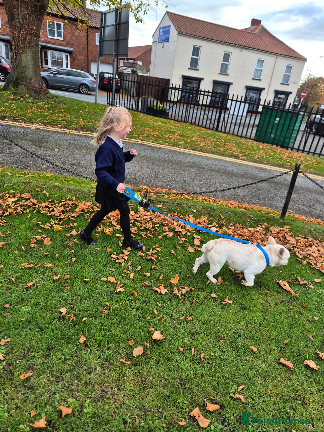 French Bulldog dogs for sale: Male french bulldog - Advert 3