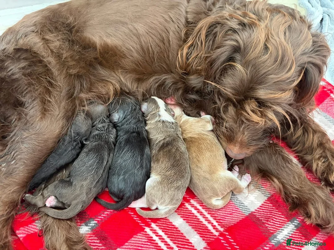 Cockapoo dogs for sale: Cockapoo puppies  - Advert 1